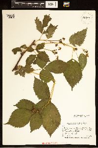 Image of Rubus multiformis
