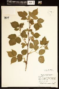 Rubus frondosus image