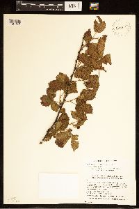 Rubus frondosus image