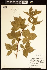 Rubus frondosus image