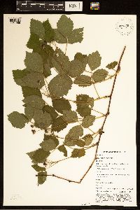 Rubus satis image