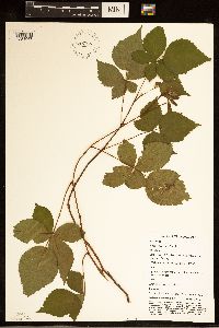 Rubus satis image