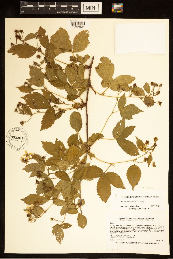 Rubus regionalis image