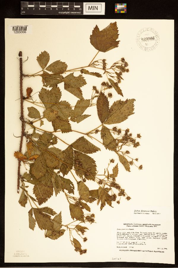 Rubus dissensus image