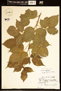 Rubus dissensus image