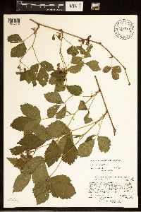 Rubus uniformis image