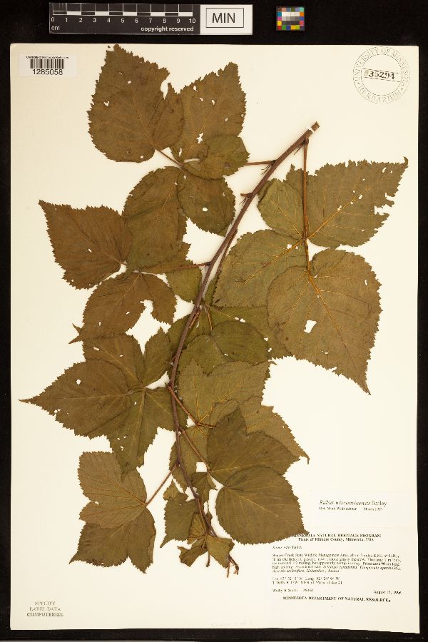 Rubus wisconsinensis image