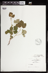 Rubus arcticus subsp. acaulis image