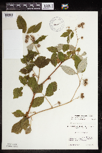 Rubus idaeus var. idaeus image