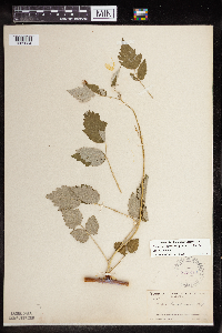 Rubus leucodermis var. leucodermis image