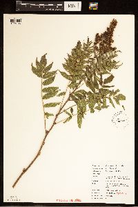 Image of Sorbaria sorbifolia