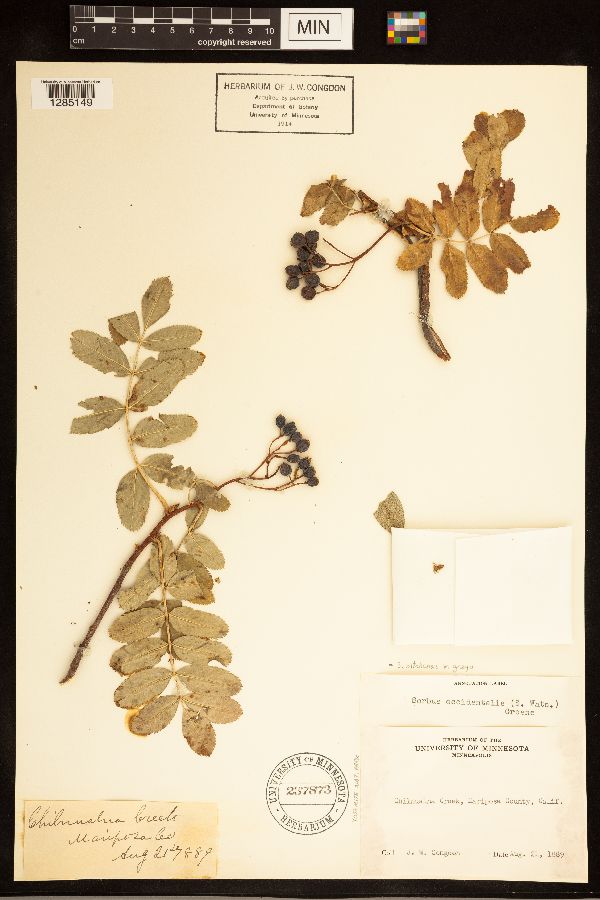 Sorbus sitchensis var. grayi image