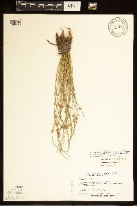 Schoenoplectiella smithii var. setosa image