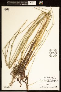 Eleocharis palustris image