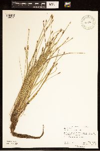 Eleocharis palustris image