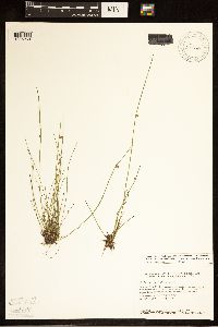 Schoenoplectiella smithii image
