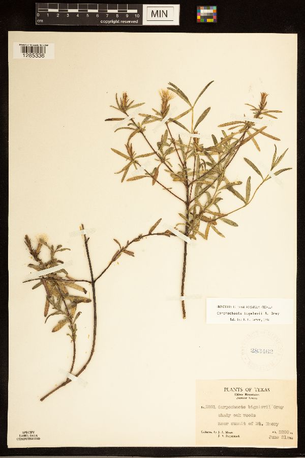 Carphochaete bigelovii image