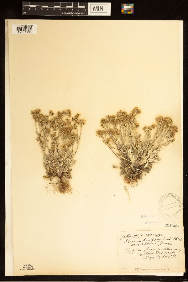 Chaenactis douglasii var. alpina image