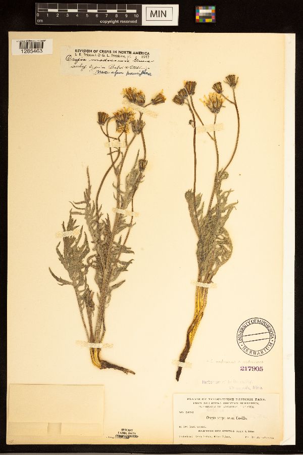 Crepis modocensis subsp. modocensis image