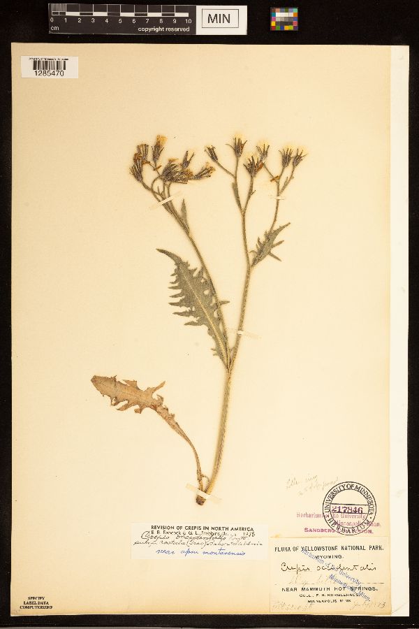 Crepis occidentalis subsp. costata image