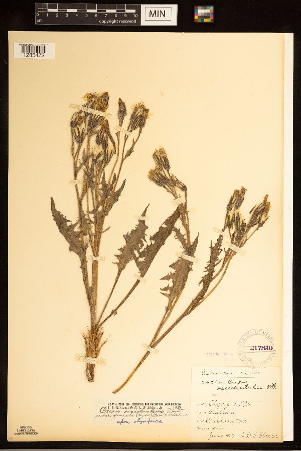 Crepis image