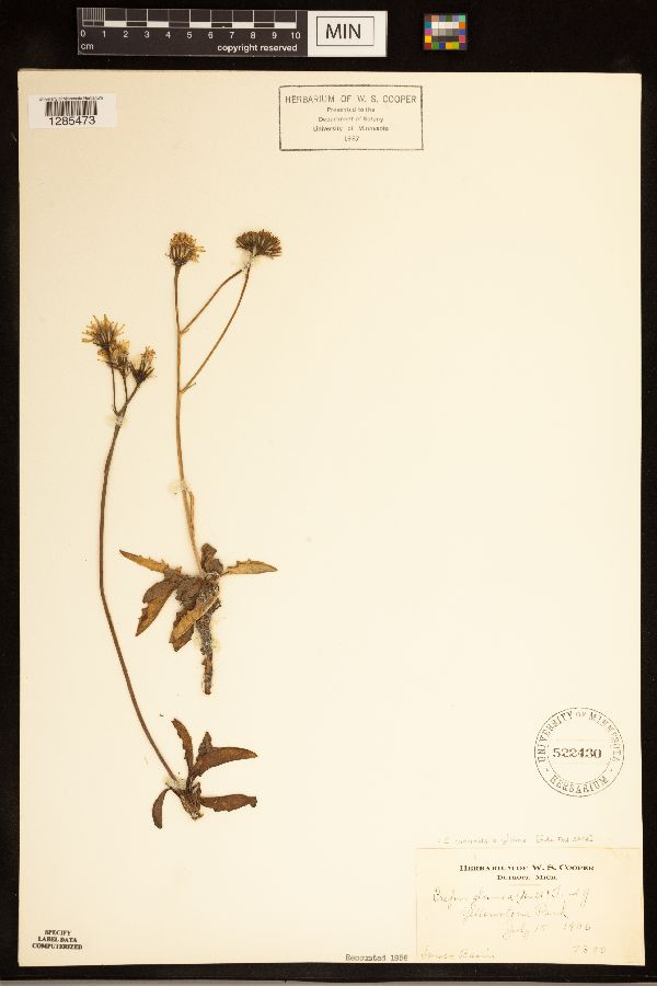 Crepis runcinata subsp. glauca image