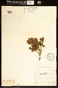 Ericameria cuneata image