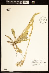Erigeron philadelphicus var. philadelphicus image