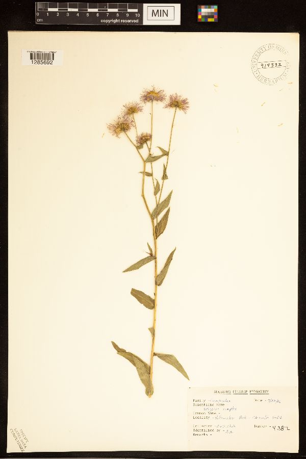 Erigeron simplex image