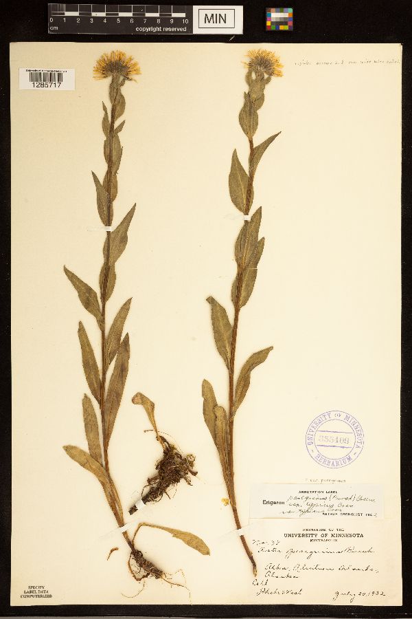 Erigeron peregrinus var. peregrinus image