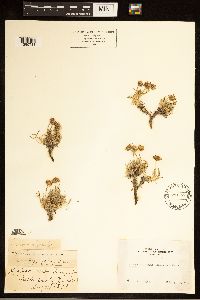 Erigeron pygmaeus image