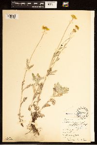 Image of Eriophyllum lanatum