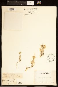 Image of Eriophyllum nubigenum