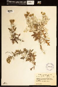 Eriophyllum stoechadifolium image