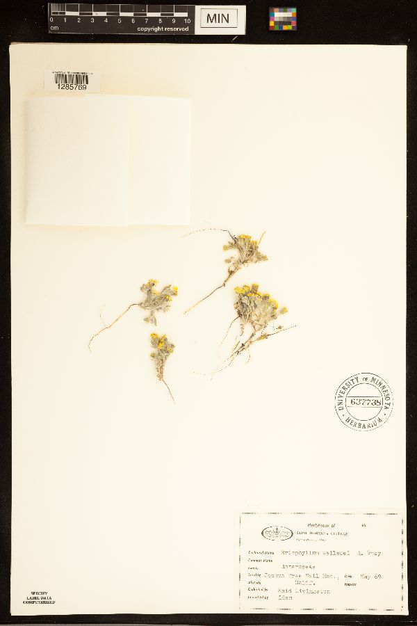 Eriophyllum wallacei image