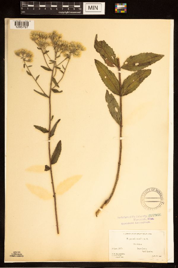 Eupatorium album image