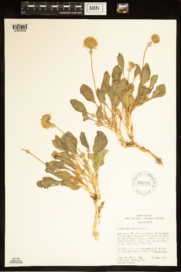 Gaillardia parryi image