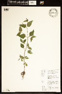 Galinsoga parviflora var. parviflora image