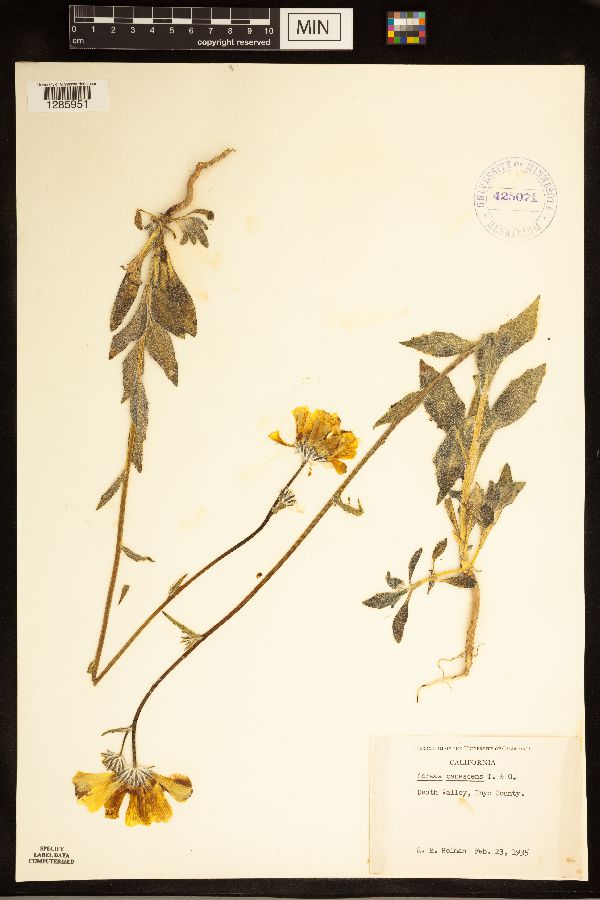 Geraea canescens image