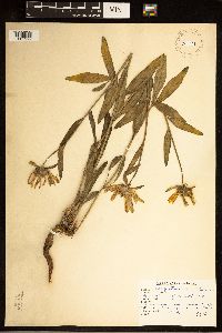 Helianthella uniflora image