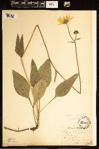 Helianthus occidentalis image