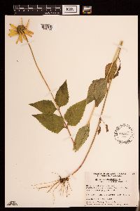 Heliopsis helianthoides image