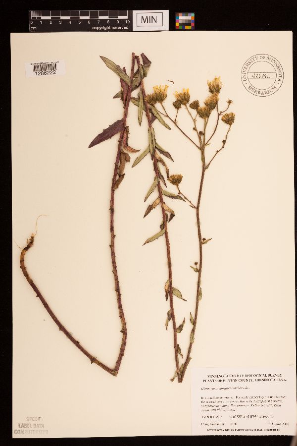 Hieracium scabriusculum image