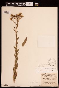 Hieracium scabriusculum image
