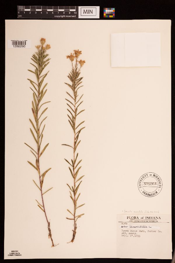 Ionactis linariifolia image