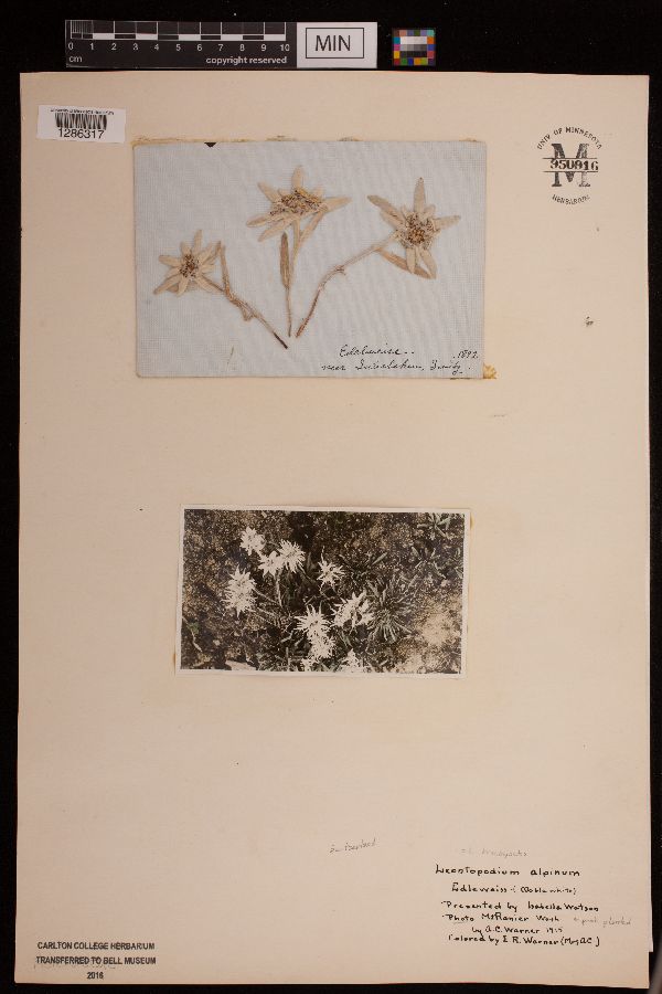 Leontopodium brachyactis image