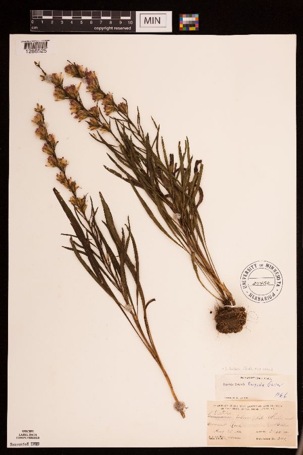 Liatris helleri image