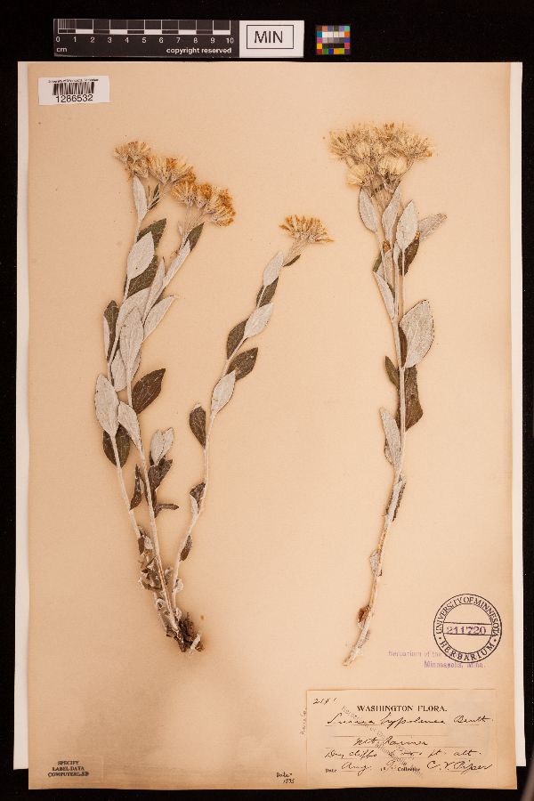 Luina hypoleuca image