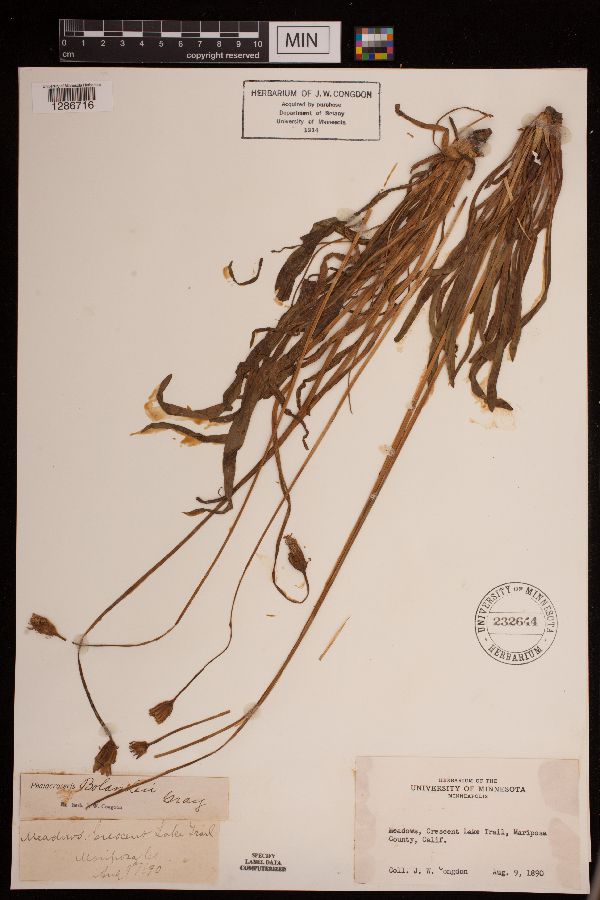 Phalacroseris bolanderi image