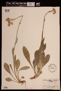 Senecio lugens image